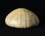 Holectypus depressus (LESKE 1778) - Bild © FossNet FossilienStore